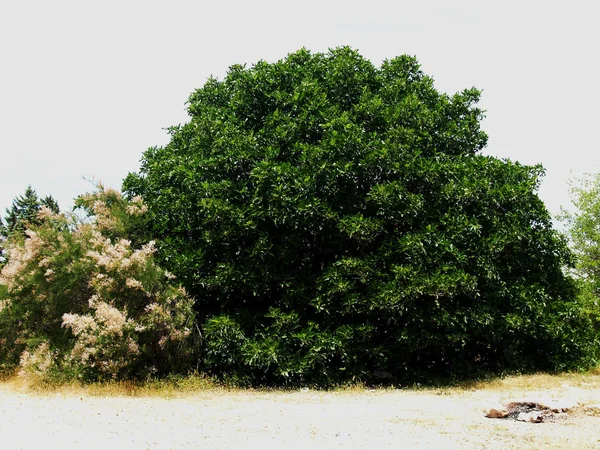 Bellissimi Cespugli Chiari Verdi — Foto Stock