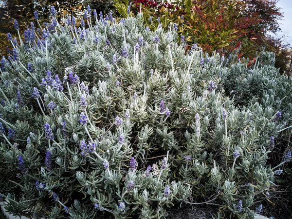Salvaje Arbusto Con Lvender Parque — Foto de Stock