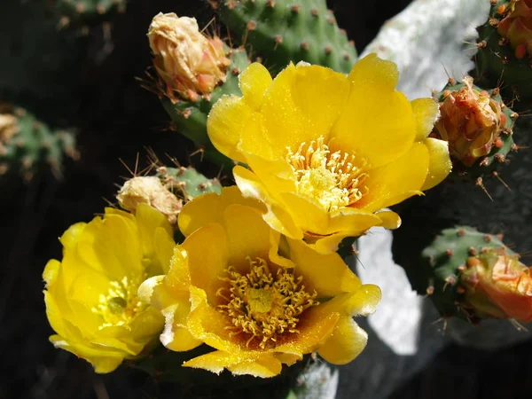 Sárga Virágok Kaktuszfüge — Stock Fotó