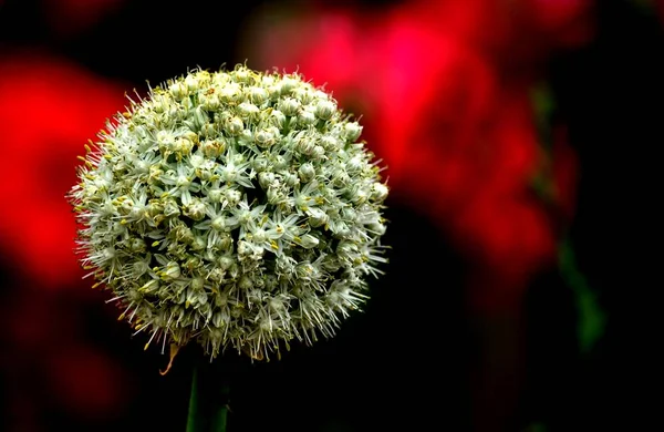 leek flower ripening in the garden