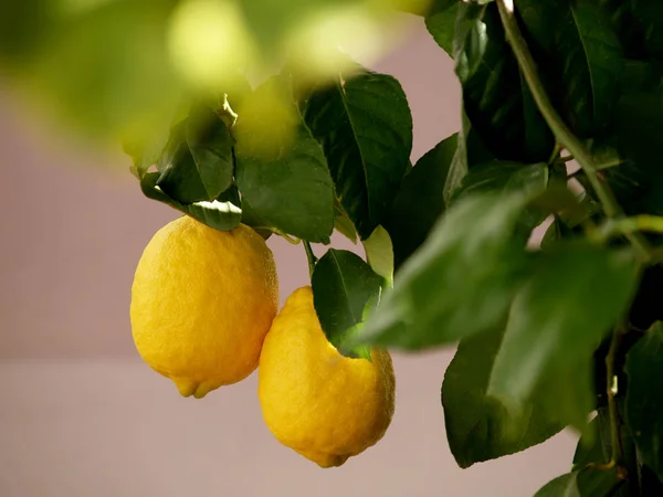 Limones Colgando Rama — Foto de Stock