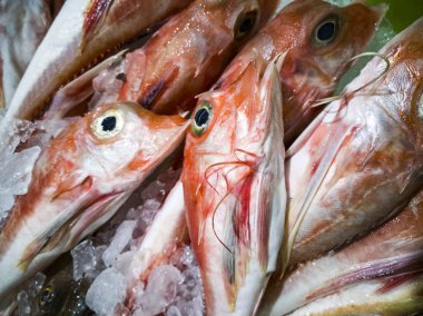 Market sarı gözlü kırmızı balık
