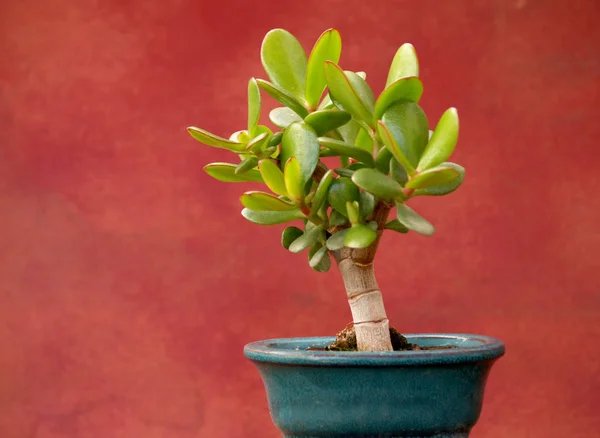 Jade Plant Klein Potje — Stockfoto