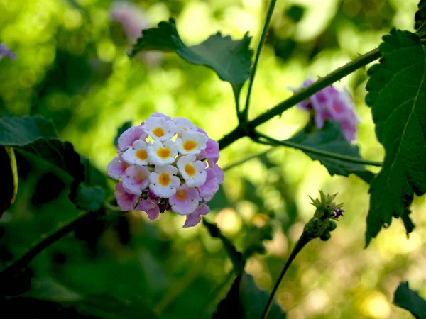 Lantana Blommor Garden — Stockfoto