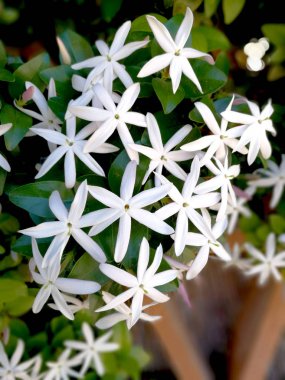 yasemin tesisinde muhteşem çiçeği