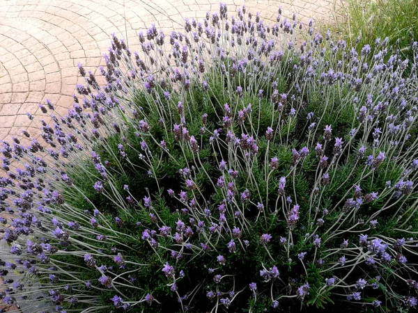 Lavendel Bush Offentlig Park — Stockfoto