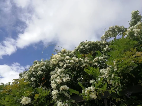 green bush with flowers and cloudy sky