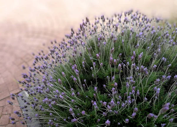 Lavanta bush genel Park