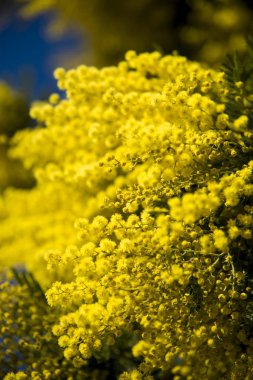 Mimoza üzerinde şube ve mavi gökyüzü açık