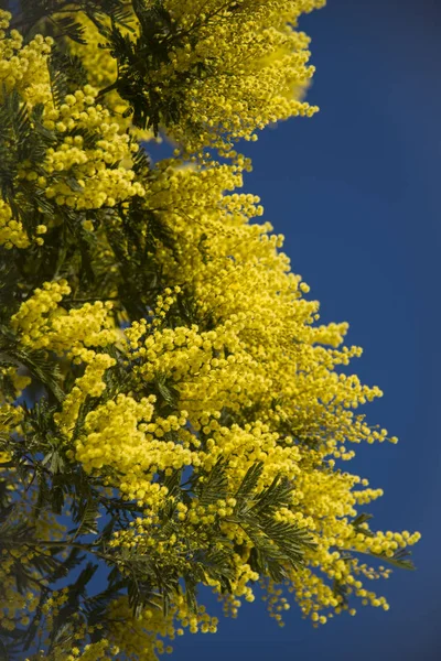 Mimosa Ramură Cerul Albastru Aer Liber — Fotografie, imagine de stoc