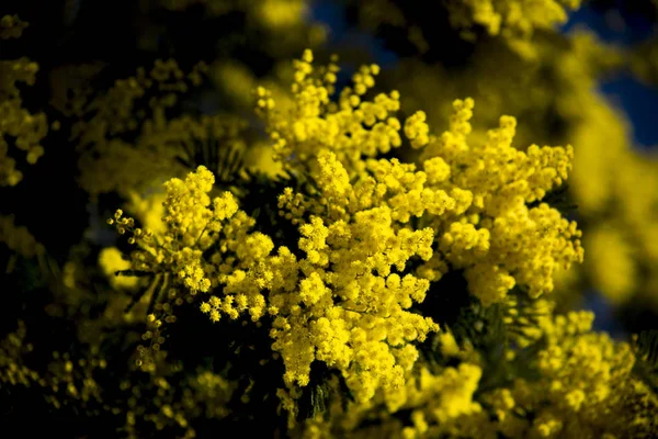 Mimosa Větev Modrá Obloha Venkovní — Stock fotografie