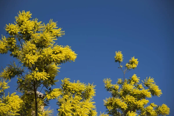 Mimosa Branch Blue Sky Outdoor — Stock Photo, Image