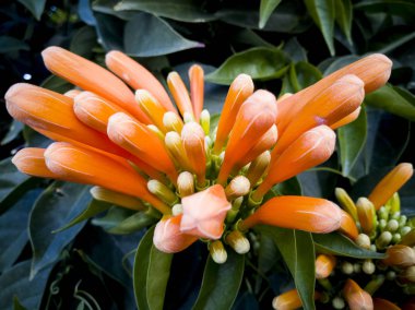 trumpet vine orange flowers clipart
