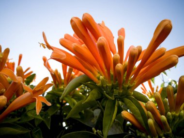 trumpet vine orange flowers clipart