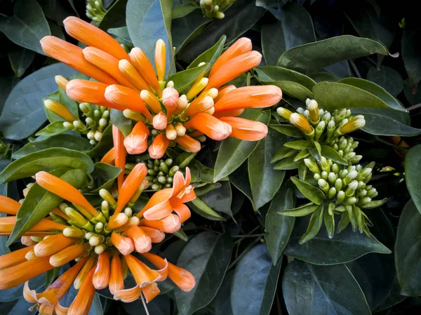 Trompetenrebe Orange Blüten — Stockfoto
