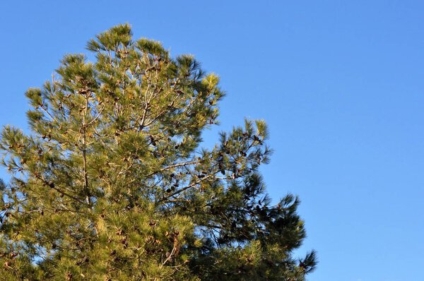 mediterranean pine with fruits on a blue sky