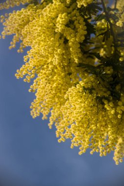 Mimoza görkemli bir günde