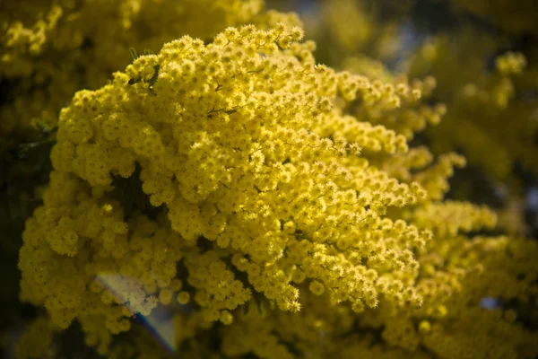 Mimosa Splendid Day — Stock Photo, Image