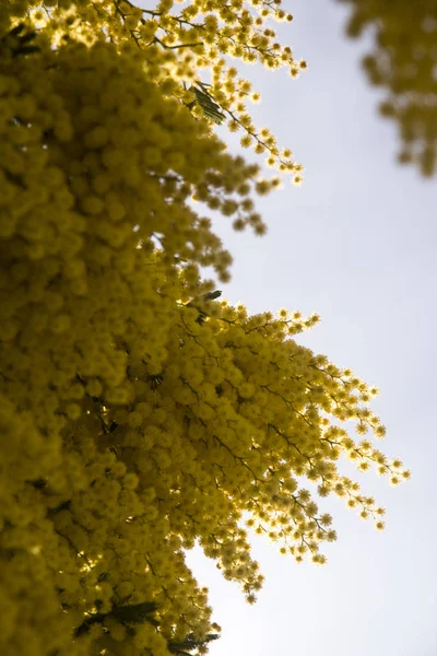 Mimosa Dia Esplêndido — Fotografia de Stock