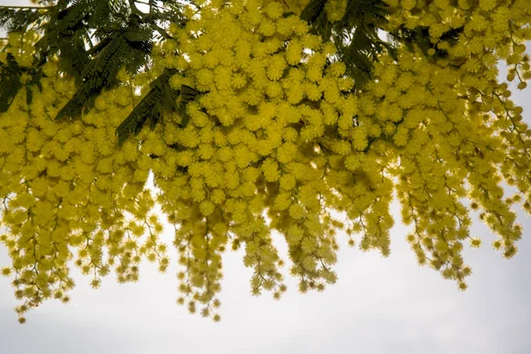 Mimosa Splendid Day — Stock Photo, Image
