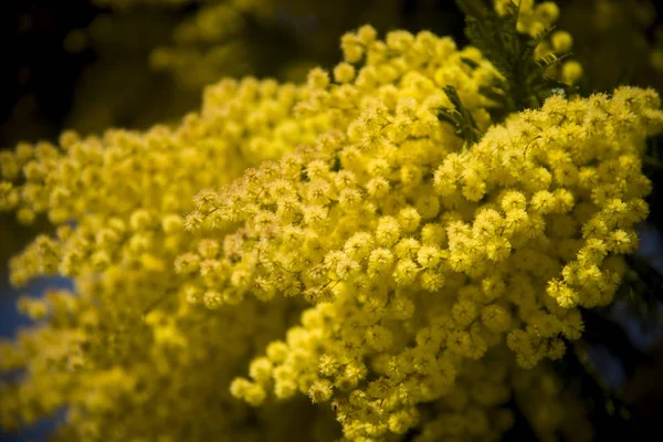 Mimosa Nádherný Den — Stock fotografie