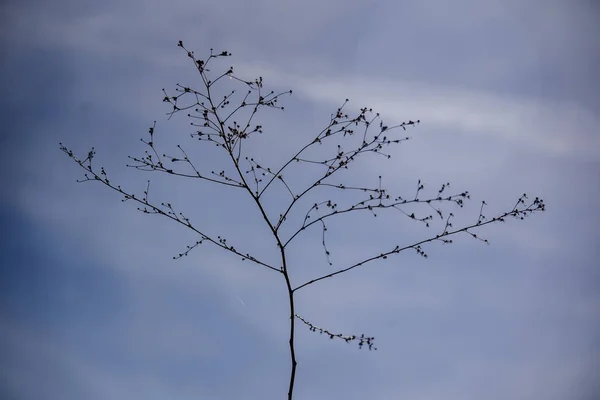 Jednoduchý Bush Pozadí Oblohy — Stock fotografie