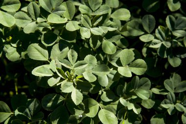 çayır, yeşil çim