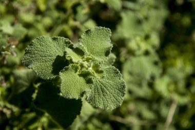 çayır, yeşil çim