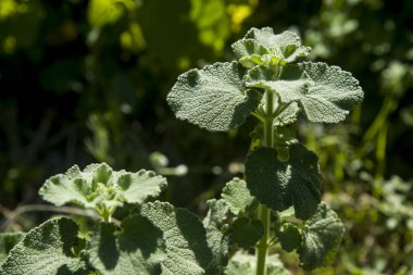 çayır, yeşil çim