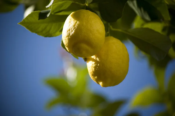 树枝上的黄色柠檬 — 图库照片