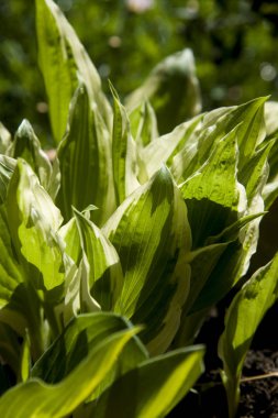 Bahçedeki hostas yaprakları