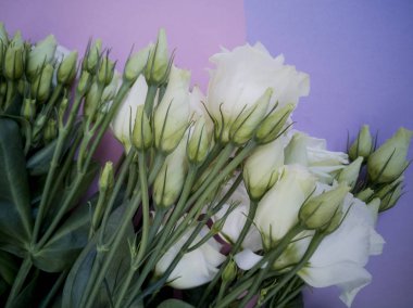 güzel eustoma lisianthus basit arka plan üzerinde