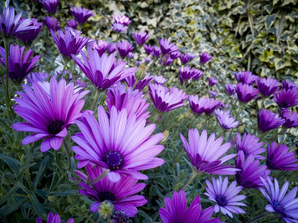 Gänseblümchen Frühen Morgen — Stockfoto