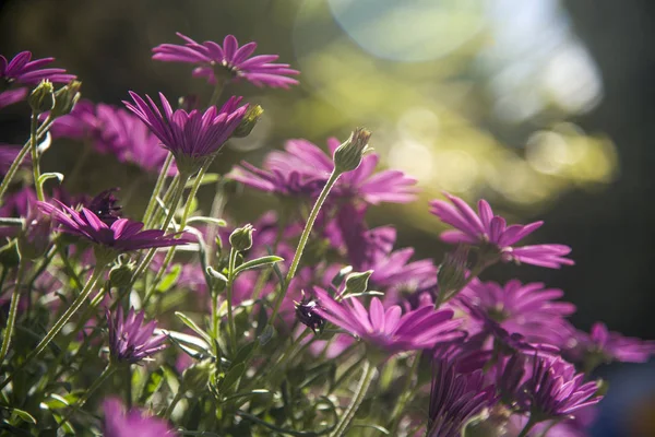 Lila Prästkragar Bakgrundsbelysning Trädgården — Stockfoto