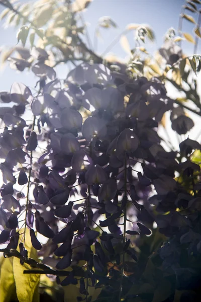 Paarse Blauweregen Bloemen Hangen Tuin — Stockfoto