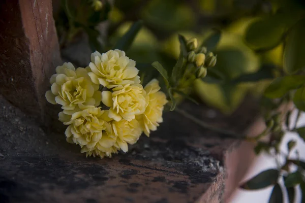 Första Ladybanks Blommor Säsong Tegel — Stockfoto