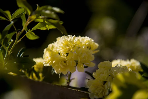 Primeras Flores Ladybanks Temporada Jardín Esquina —  Fotos de Stock