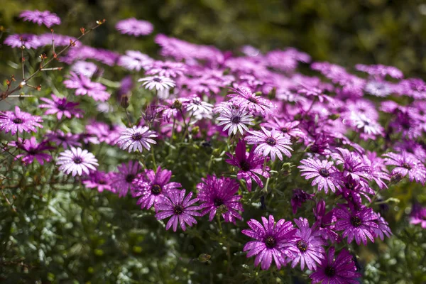 雨の後の紫のデイジーの草原 — ストック写真