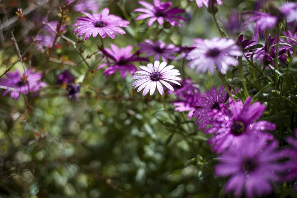 雨の後の紫のデイジーの草原 — ストック写真