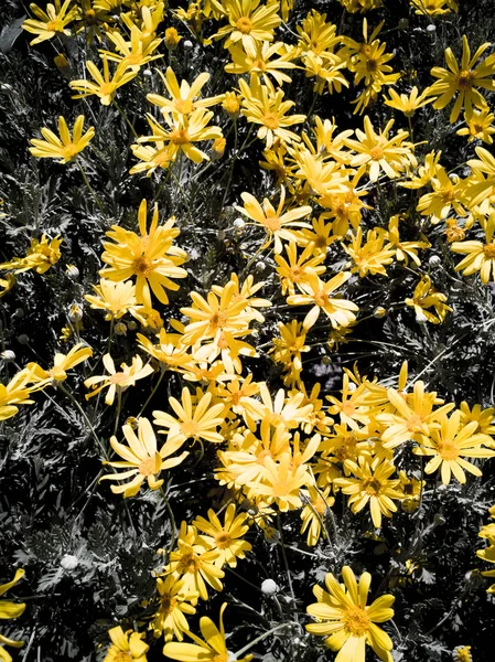ornamental bush with yellow flowers