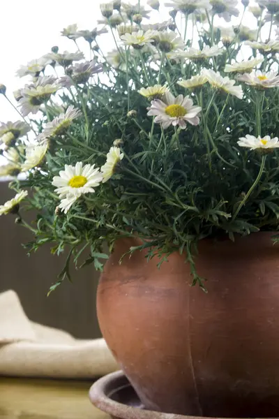 old flower pot with daisies