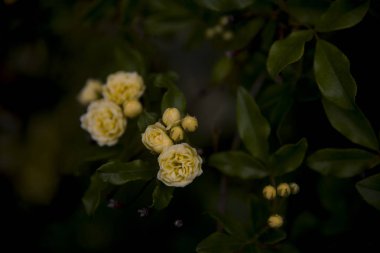 Duvardaki sezonun ilk ladybanks çiçek