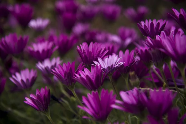 mor papatya, dimorphoteca, şafak