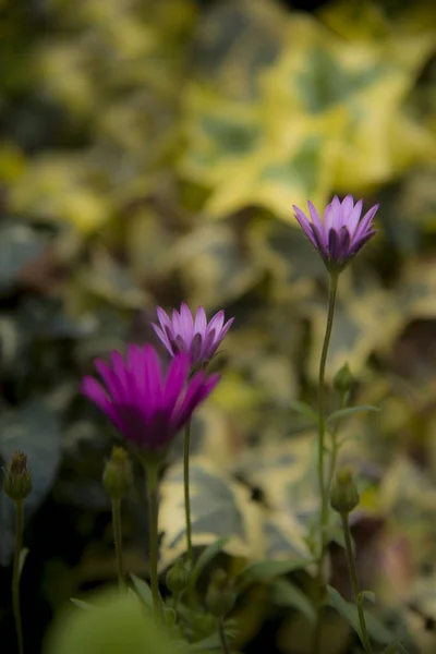 Lila Prästkragar Dimorphoteca Gryningen — Stockfoto