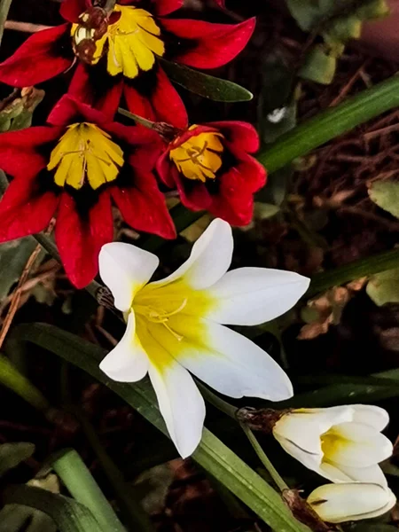 Fleur Asparaxe Blanche Rouge Dans Jardin — Photo