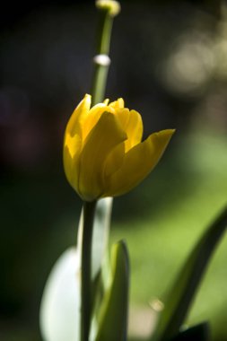 Sarı Lale ve Barok arka plan