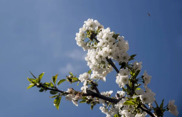Kwiat Wiśni Gałęzi Błękitne Niebo Wiosny — Zdjęcie stockowe