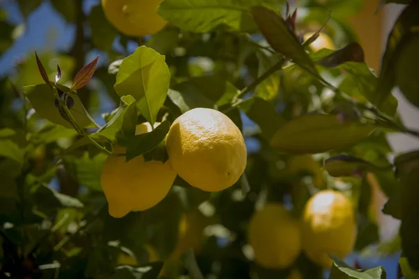 Espléndidos Limones Rama — Foto de Stock