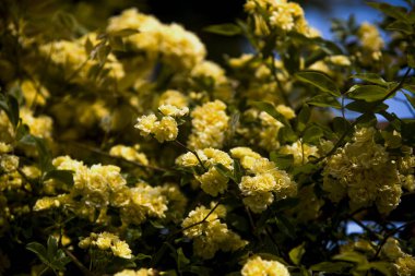 ladybanks, küçük sarı güller, muhteşem çalı