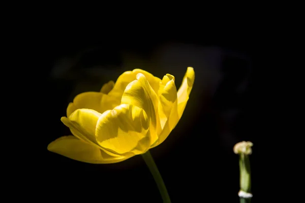 Delicate Yellow Tulip Black Background — Stock Photo, Image